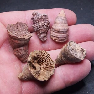 5pcs 47gr. Fósiles Cuerno Coral Rugoso Extinto Coral Solitario Devónico 20 - Imagen 1 de 5