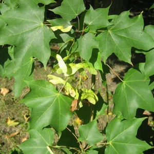 5 Samen Ahorn Von Cappadocia, Acer Cappadocicum, Colchide - Bild 1 von 1
