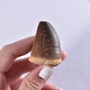 XL Fossil Mosasaur Tooth - Dinosaur Tooth - Cretaceous - Morocco - Mosasaurus - Picture 1 of 6