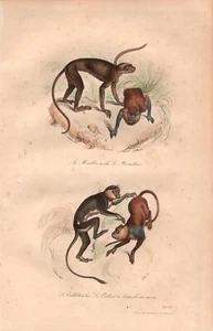 Stampa antica SCIMMIE CERCOPITECO CEFO ERITROCEBO Buffon 1853 Antique print - Picture 1 of 1
