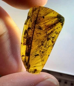 Cretaceous Fossil Burmese amber burmite rare insect feather amber Fossil Myanmar - Picture 1 of 6