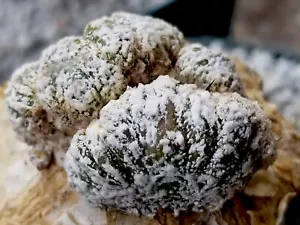 Astrophytum Myrostigma Onzuka Monstrose - Rare Japanese Cultivar Grafted Cactus - Picture 1 of 6