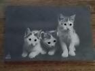 C1920s 3 X Cat Kittens Postcard Cats Have Real Eyes In 3D Written On Unposted