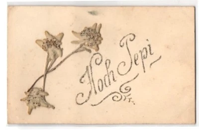 Trockenblumen-AK Getrocknete und gepresste Edelweiß, Hoch Pepi 1913  - Bild 1 von 2