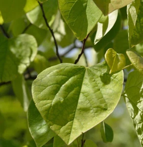Kanadischer Judasbaum 60-80cm - Cercis canadensis - Bild 1 von 1