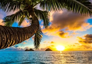 XXL Poster 100 x 70cm Palme am Strand im Licht des Sonnenuntergangs (S-837)