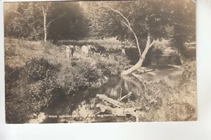 Cartolina foto reale Putnam mucche vicino a Wanamakers East Northfield MA - Foto 1 di 1