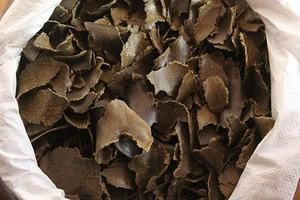 PASTEL DE ACEITE DE MOSTAZA harina de azolla Azolla filiculoides 900GM FERTILIZANTE ORGÁNICO A+GRADO - Imagen 1 de 1