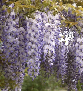 Lluvia azul china 60-80cm - Wisteria sinensis - Imagen 1 de 1