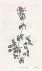 Thymus Nummularius Timo Quendel Incisione In Rame Curtis 2666 - Bild 1 von 1