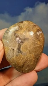 Fossile raue Koralle. (Actinocyathus) 54 x 44 x 12 mm. Marokko. Verpackt. - Bild 1 von 5