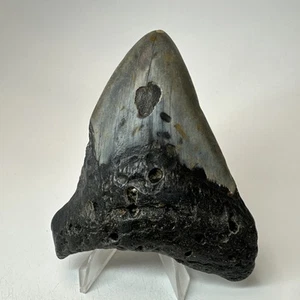 Megalodon Shark Tooth 3.82 Inch - Unique - Natural Fossil - Real - Rare 19555 - Picture 1 of 8