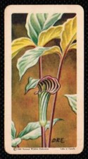 1961 Red Rose Tea Card Wild Flowers of North America #2