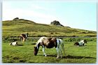 Postcard Dartmoor Ponies Haytor Devon England
