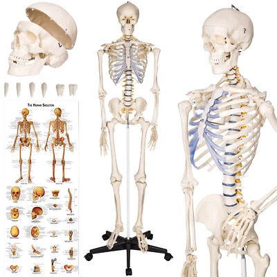 TECTAKE Skeleton Human Anatomical Model Medical Bones Life Size Anatomy Models Body