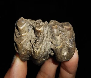 ¡¡INCREÍBLE AMONITA!! FÓSIL DE DIENTE DE VACA PARCIAL DE JAVA, INDONESIA, 40MM - Imagen 1 de 7