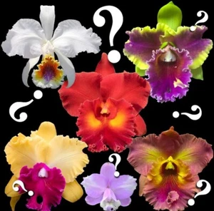 Orchid Orchidee Orquídea CATTLEYA MIX, surprise sorpresa Überraschung - Foto 1 di 6