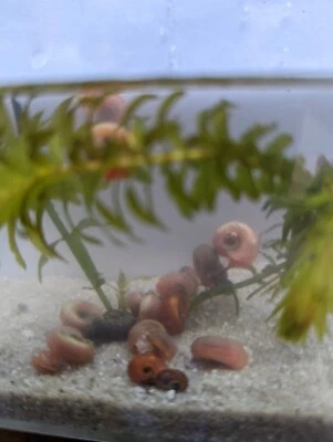 Caracoles Ramshorn de agua dulce mezcla tamaño 15+ caracol estanque acuario + planta gratis Foto 1 de 4