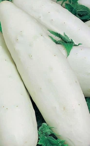 Pepino White Wonder ( 100 semillas ) seeds - Pepino Blanco - Imagen 1 de 1