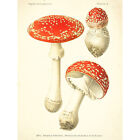 Dufour 1891 Mushroom Atlas Fly Agaric Large Wall Art Print 18X24 In