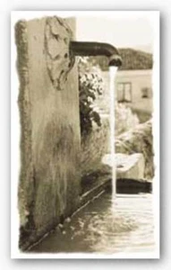 European Pump Chauve Auckenthaler Art Print 6x10 - Picture 1 of 1