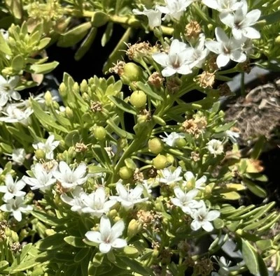 Westringia WHITE COASTAL ROSEMARY 1 Live 6-12” Rooted Flower Plant Bush Edible - Image 1 of 3