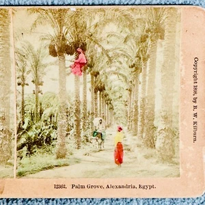 Palm Grove Alexandria Egypt Vtg Stereoview Card #12362 James M Davis Handtinted - Bild 1 von 4