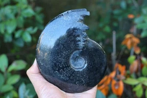 Caracola fósil de amonita negra natural de 0,64 kg muestra de reiki cristal decoración de curación 112 - Imagen 1 de 9