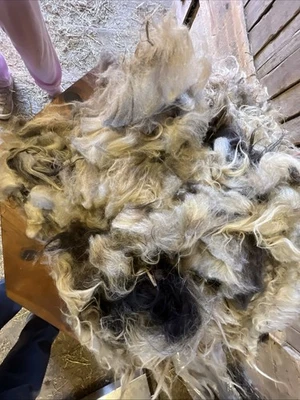Icelandic fleece Really NICE, Raw unwashed, unskirted, 2.2  lbs - Image 1 of 4