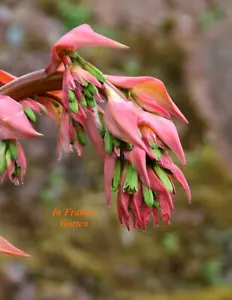 Yucca, Beschorneria yuccoides, Palmlilie,spektakuläre Blüte,Yuccapalme,10 Samen, - Bild 1 von 6