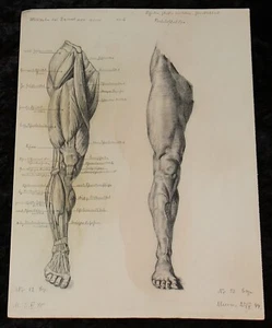 Anatomie Bleistiftzeichnungen ," Bein " ,Studium 1940 u. 1944 - Bild 1 von 3