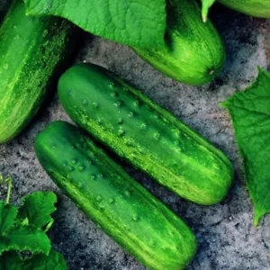 Pioneer F1 Cucumber Seeds | NON-GMO | Heirloom | Fresh Garden Seeds - Picture 1 of 4