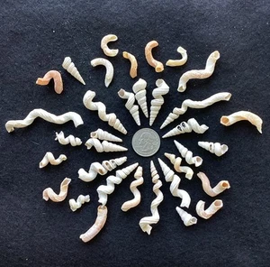 30+ CURLY Worm Tube Muscheln Florida Muscheln FL Wormy Crafting Frags Art FF - Bild 1 von 10