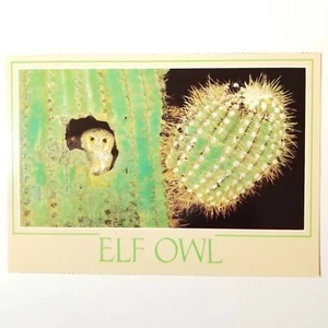 Vintage Elf Owl Tempe, AZ Postcard New Smith-Southwestern Inc. Unused 4X6 - Picture 1 of 2