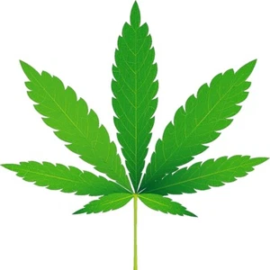 CALCOMANÍA DE VINILO HOJA DE CÁÑAMO MARIHUANA (ELIGE TU TALLA) ¡NUEVA! - Imagen 1 de 8