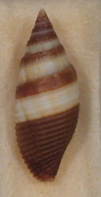 Mitra Nebularia Aurantica 31 mm Bohol, Filipinas Foto 1 de 4