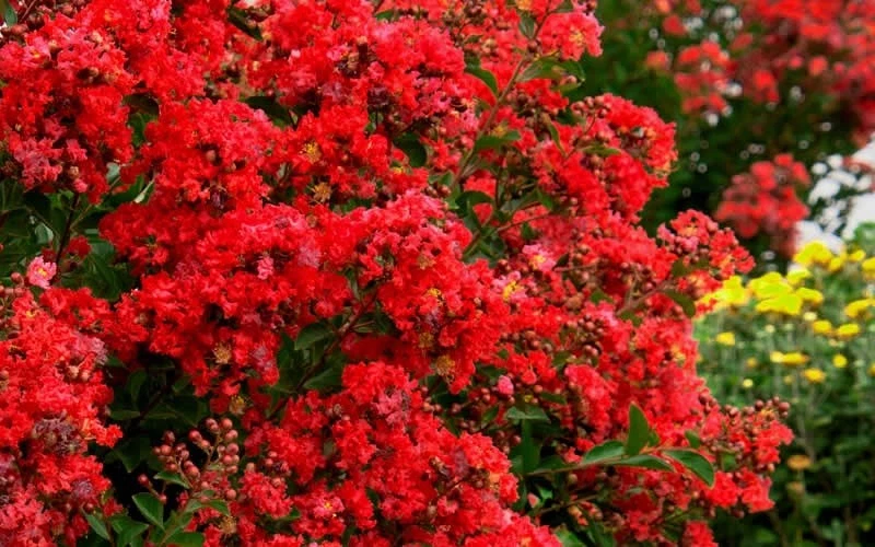 35+ Crape Myrtle Tree Seeds /  Perennial / Red - Image 1 of 1