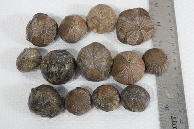 Marruecos Echinoide Thierychinus erizos de mar fosilizados 1 lb 5 oz lote B1a Foto 1 de 4