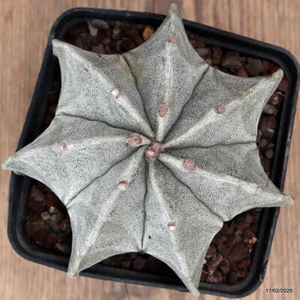 A5922 ASTROPHYTUM MYRIOSTIGMA MULTIRIBS maceta 9-H8-W11 cm MaMa Cactus - Imagen 1 de 4