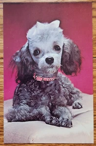 Pudel Royalty Postkarte PC 50er Jahre unbenutzt Farbbild Plastichrom - Bild 1 von 1
