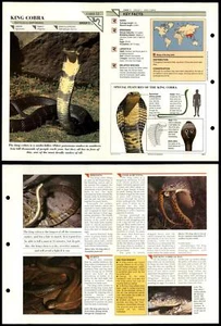 King Cobra #11 Reptiles Wildlife Fact File Fold-Out Card - Picture 1 of 1