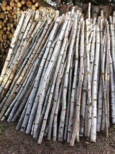 Decorative logs birch poles stunning from posh logs - Picture 1 of 4