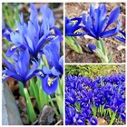IRIS BULBS 'RETICULATA' blue spring flowering bulbs perennials plants flowers