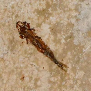 0.9" Hemisaurida Fossil Fish Plate Cretaceous Dinosaur Age Hakel Lebanon - Picture 1 of 6