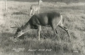 RPPC Real Photo Buck  Doe Deer LL Cook 1945 Gladstone MI Mich Michigan Postcard - Picture 1 of 2