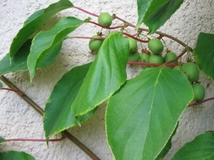 10 Semi Actinidia Arguta, Kiwaï , Kiwi Da Siberia - Picture 1 of 4