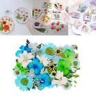 Multiple Pressed Dried Flowers Materials for Resin Art Craft DIY Phone Case Card