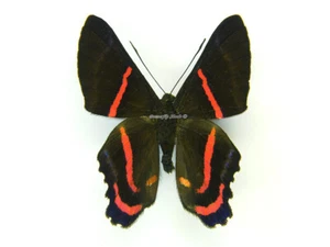 Unmounted Butterfly/Riodinidae - Ancyluris etias etias, male, A- - Picture 1 of 2