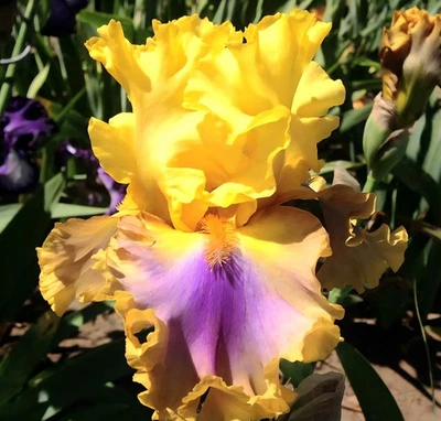 3 Bearded Iris Rhizomes " Good Morning Sunshine "   Tall Live Bulb  - Image 1 of 4