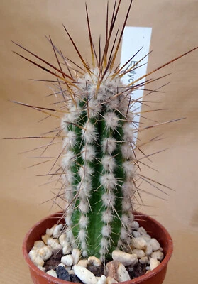 CACTUSPROD EULYCHNIA SAINT PIEANA cactus copiapoa kakteen ortegocactus cacti caudex